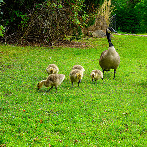 Geese family-1.jpg