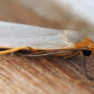 P5181469-dprf.JPG