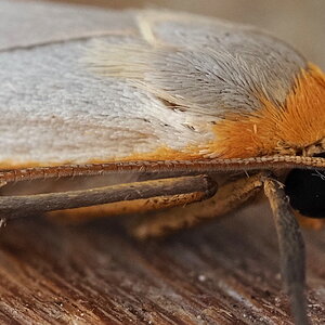 P5181469-dprf-crop.JPG