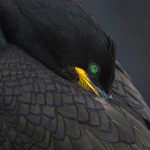 Bird 2019 European Shag at rest a.jpg