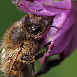 P5211588-dprf.jpg