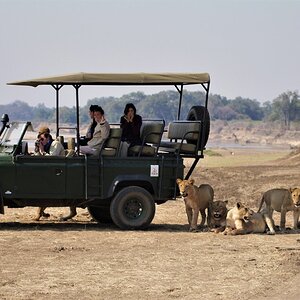 Lion in the shade.jpg