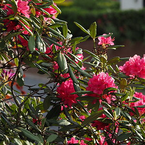 P5241589-dprf.jpg