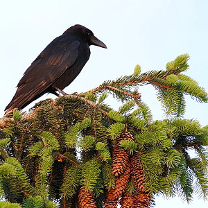 P5251627-dprf.JPG