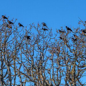 Crow colony.jpg