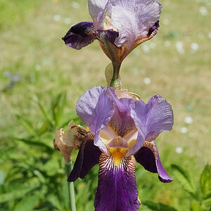 P5291692-dprf.jpg