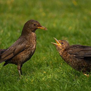 _DSC1578-1 copy (1).jpg