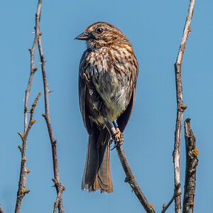 Sooty Fox Sparrow sm.jpg