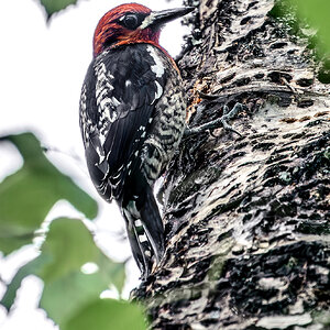 Red-breasted sapsucker.jpg
