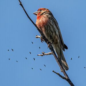 House Finch.jpg