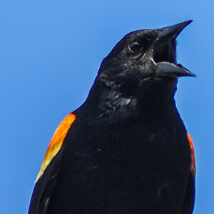 DSC_0184 male red wing blackbird.jpg