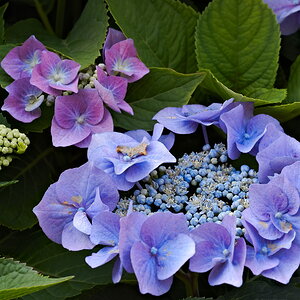 P7072200-dprf.jpg