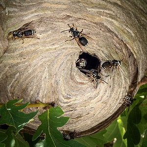 Bald-faced Hornets.jpg