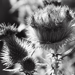 2023_7_30 Thistle 1.jpg