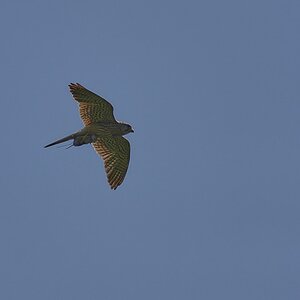 53010918240_30cd2e2019_b.jpg