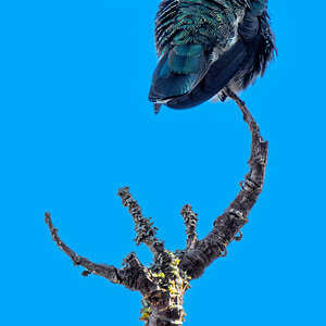 Hummingbird.jpg