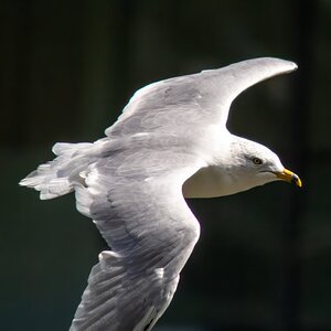 clean download gull 8-18.jpeg