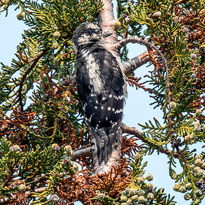 Female Downy Woodpecker.jpg