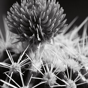 2023_8_26 Cactus 2.jpg