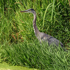 Blue Heron far sm.jpg