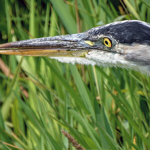 Blue Heron sm.jpg