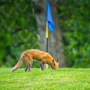 NIK_9939- final fox.jpg