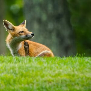 NIK_9941- final fox.jpg
