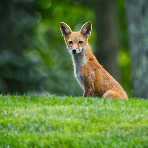 NIK_9946al  final fox.jpg