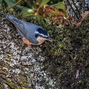 Red-breasted Nuthatch.jpg