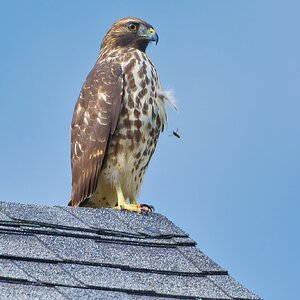 NIK_9752 final hawk and bee.jpg