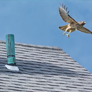 NIK_9807 final hawk.jpg