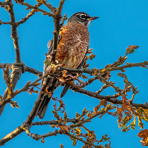 American Robin.jpg