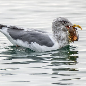 Seagull lunch.jpg