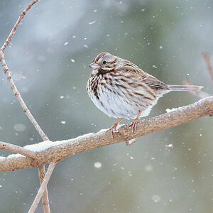 NIK_1215 final snow 2.jpg