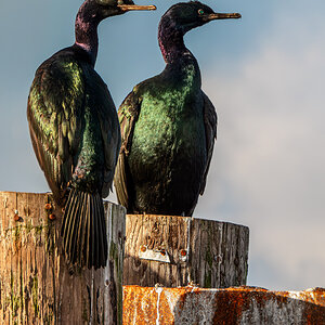 Pelagic Cormorants.jpg