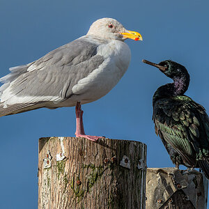 Pelagic Cormorant & Western Gull.jpg