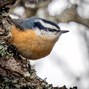 Red-breasted Nuthatch.jpg