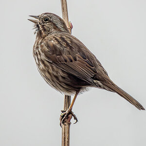 Song Sparrow.jpg