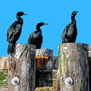 Pelagic Cormorants lined up.jpg