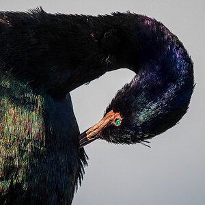 Pelagic Cormorant grooming.jpg