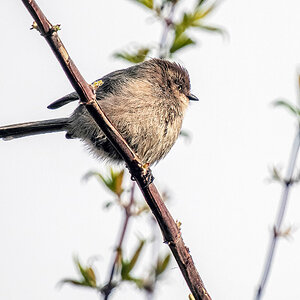 Male Bushtit.jpg