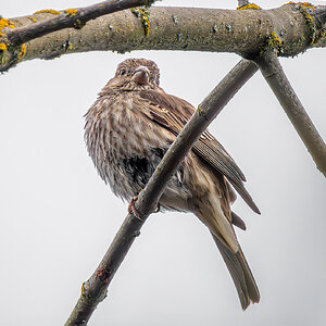 Song Sparrow.jpg