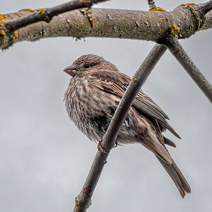 Song Sparrow 2.jpg