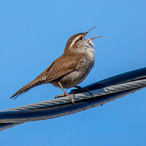Bewick's Wren on a wire.jpg