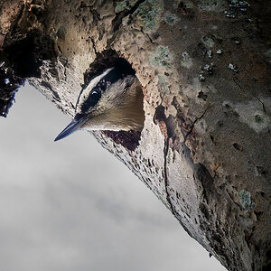 Red-breasted Nuthatch nesting.jpg