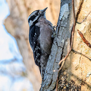 Downey Woodpecker.jpg