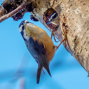 Red-breasted Nuthatch nest.jpg