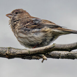 House Finch.jpg