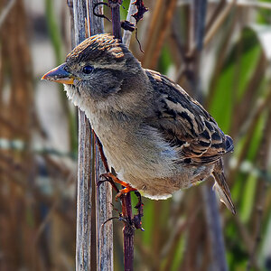 House Sparrow.jpg