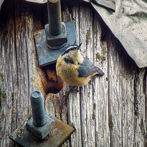 Red-breasted Nuthatch guard.jpg